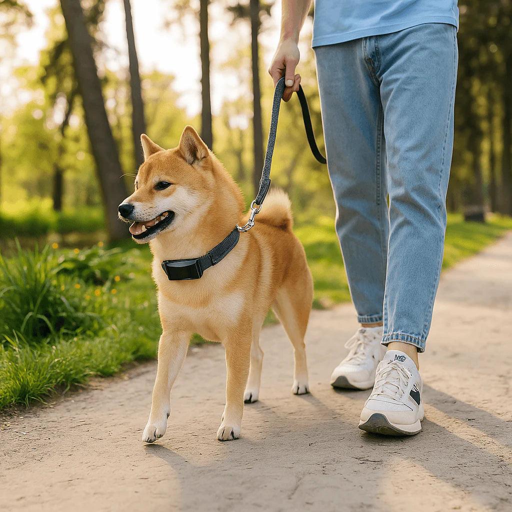 Viva - GPS 4G pour chien | Suivi en temps réel & abonnement remboursé - Bixar