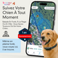 Viva+ GPS 4G pour chien | 1 an d'abonnement inclus | Suivi en temps réel