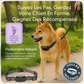 Viva+ GPS 4G pour chien | 1 an d'abonnement inclus | Suivi en temps réel