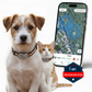 Viva+mini GPS 4G pour chien et chat | 1 an d'abonnement inclus | Suivi en temps réel