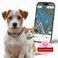 Edition spécial | VivaMax GPS 4G pour chien et chat | abonnement illimité inclus à vie | Suivi en temps réel