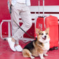 Laisse chien multicolore – Laisse robuste et élégante Bixar" - Bixar