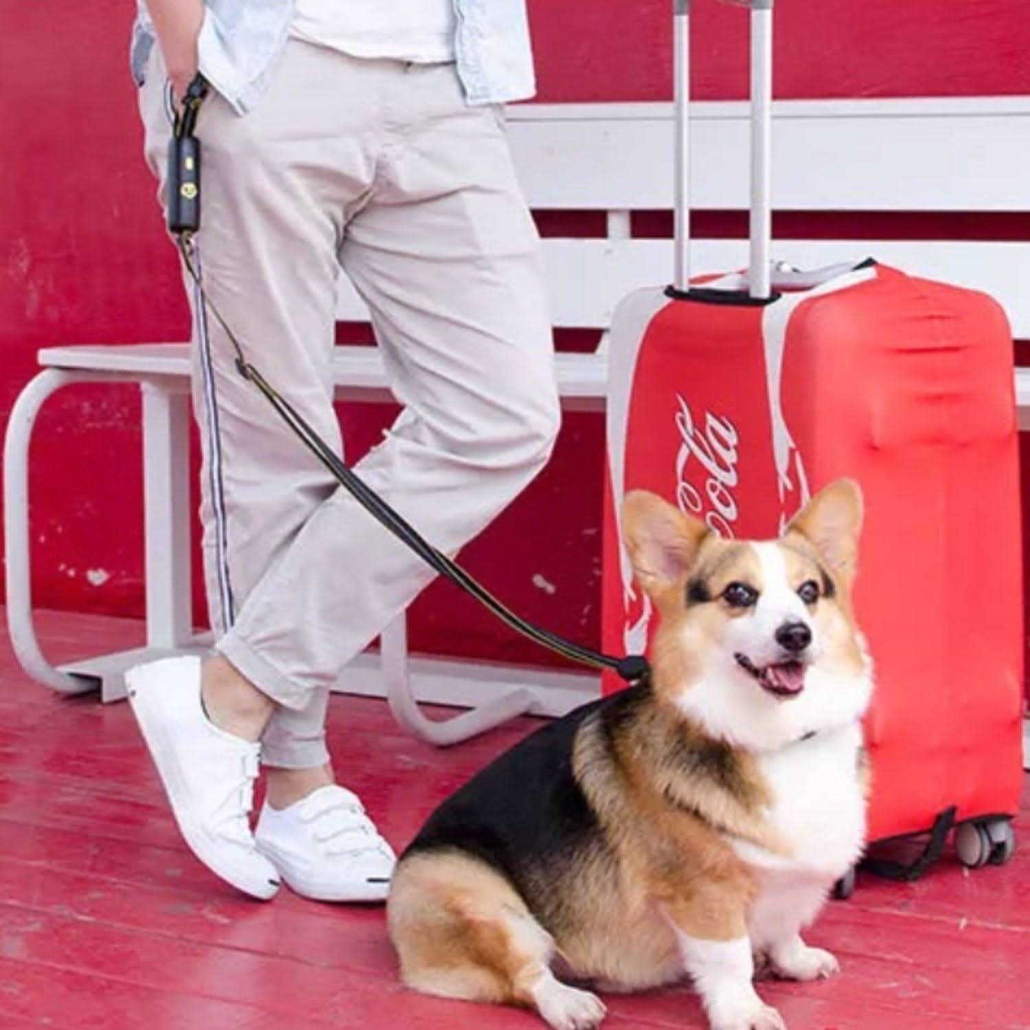 Laisse chien multicolore – Laisse robuste et élégante Bixar" - Bixar