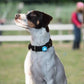 SmartTag – Traceur sans abonnement chien chat - Bixar