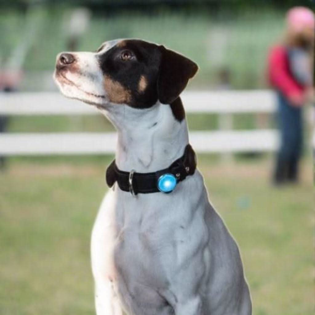 SmartTag – Traceur sans abonnement chien chat - Bixar